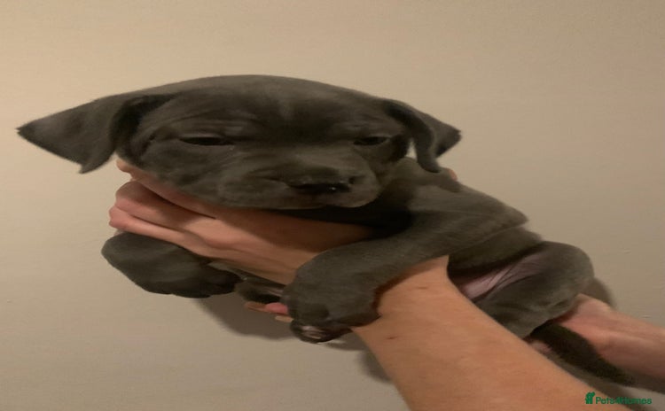 Staffordshire Bull Terrier dogs - Advert 6