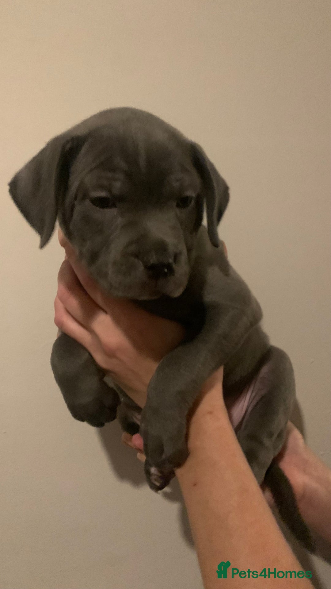 Staffordshire Bull Terrier dogs for sale: Blue Staffordshire bull terrier puppies  - Image 1