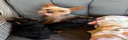 Yorkshire Terrier dogs for sale: Georgous Yorkshire terrier puppies  - Advert 8
