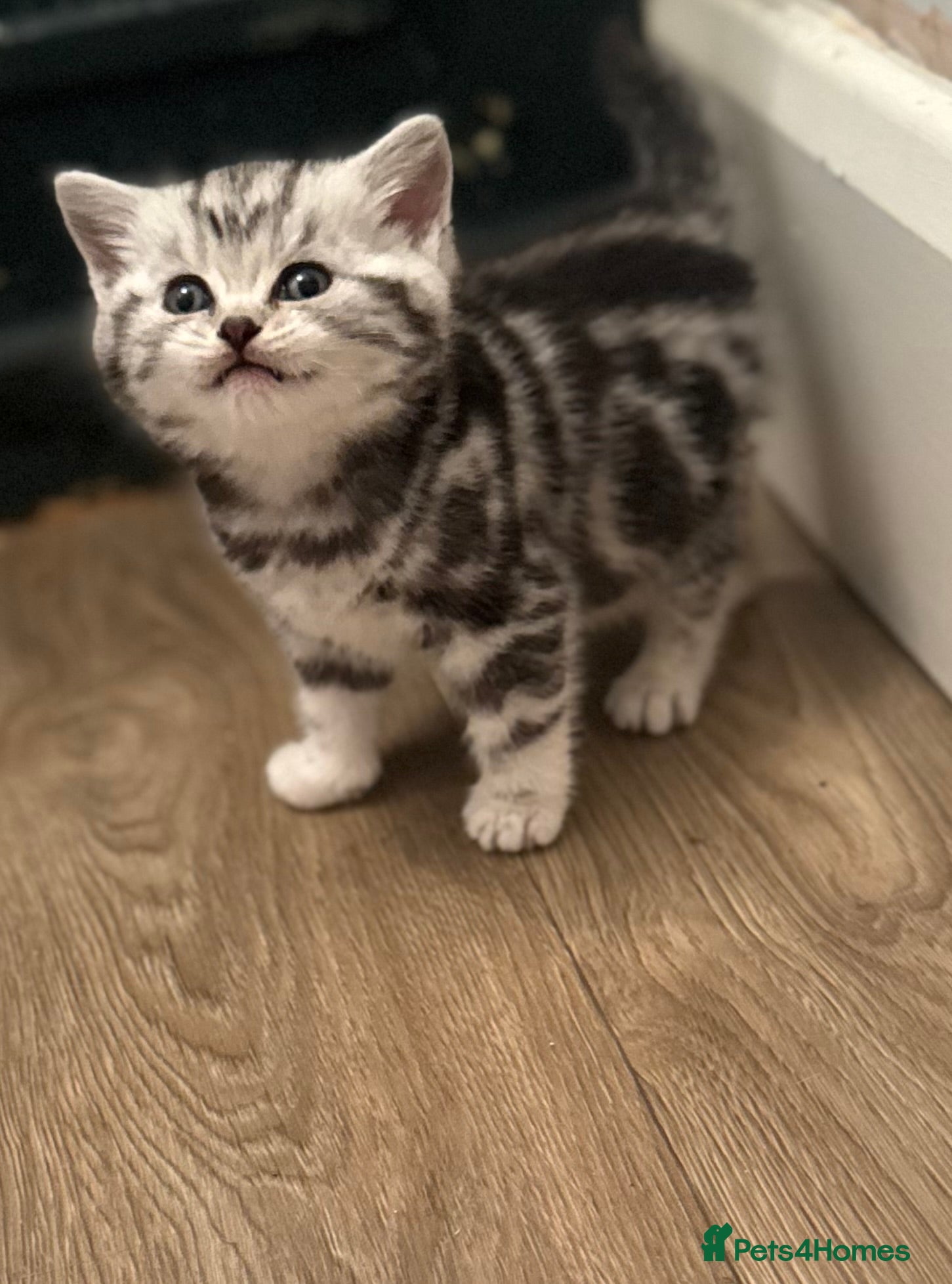 British Shorthair cats GCCF British shorthair silver tabby girls  - Advert 6