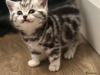 British Shorthair cats GCCF British shorthair silver tabby girls - Advert 1
