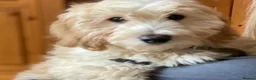Goldendoodle dogs for sale:  Goldendoodle white boys 500 - Advert 1