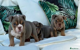 English Bulldog dogs for sale: Champion Bloodlines KC British Bulldogs - Image 25