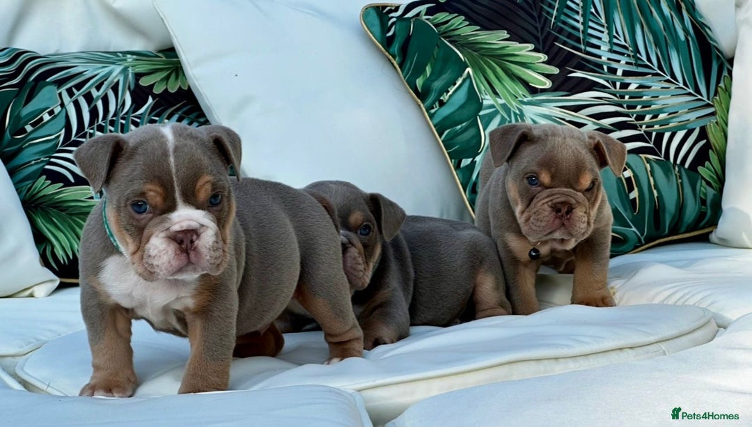 English Bulldog dogs for sale: Champion Bloodlines KC British Bulldogs - Image 25