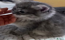 Siberian cats for sale: Siberian Kittens - Image 8
