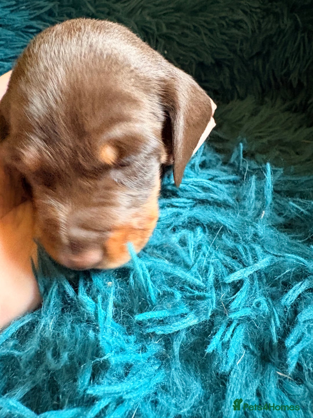 Dachshund dogs for sale: Miniature Smooth Haired Dachshunds  - Advert 2