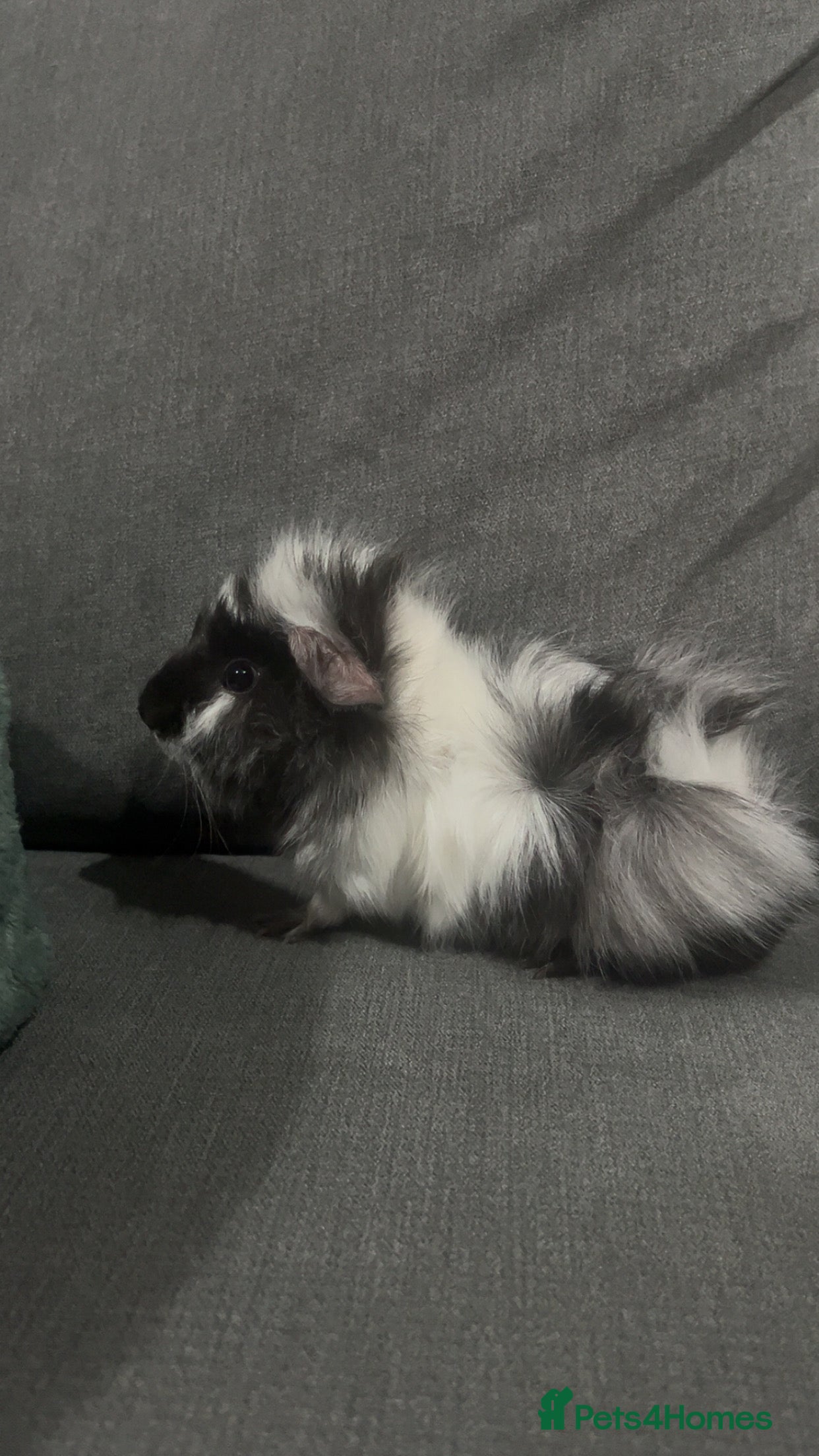 Guinea Pig rodents 2 babies 1 dad all bonded  - Advert 6