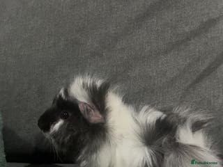 Guinea Pig rodents 2 babies 1 dad all bonded - Advert 6