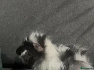 Guinea Pig rodents 2 babies 1 dad all bonded - Advert 11