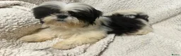 Shih Tzu dogs for sale: 4 Shih Tzu bitches - Advert 8