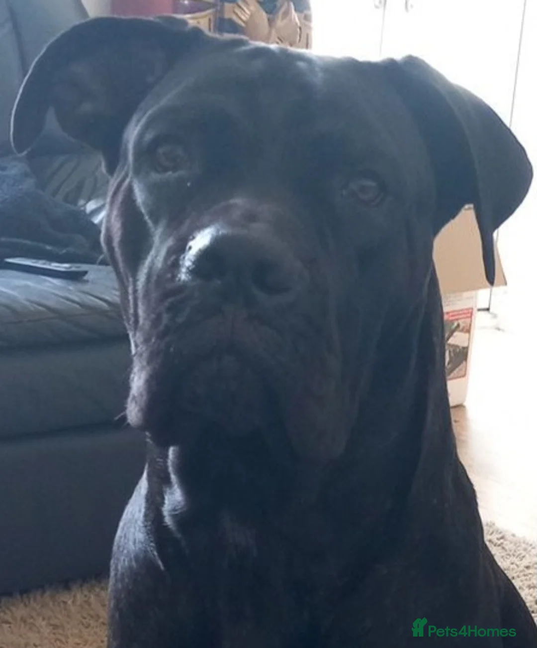 Cane Corso dogs for sale: Cane Corso puppies Big and beautiful  in ELY - Advert 1