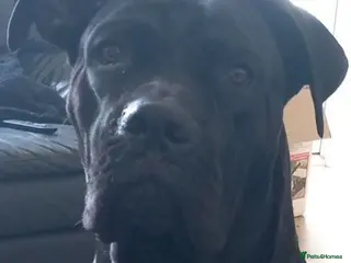 Cane Corso dogs Cane Corso puppies Big and beautiful in ELY - Advert 1