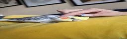 Cockatiels birds for sale: Silly Hand-Tame Male Cockatiel – DNA Tested - Advert 2