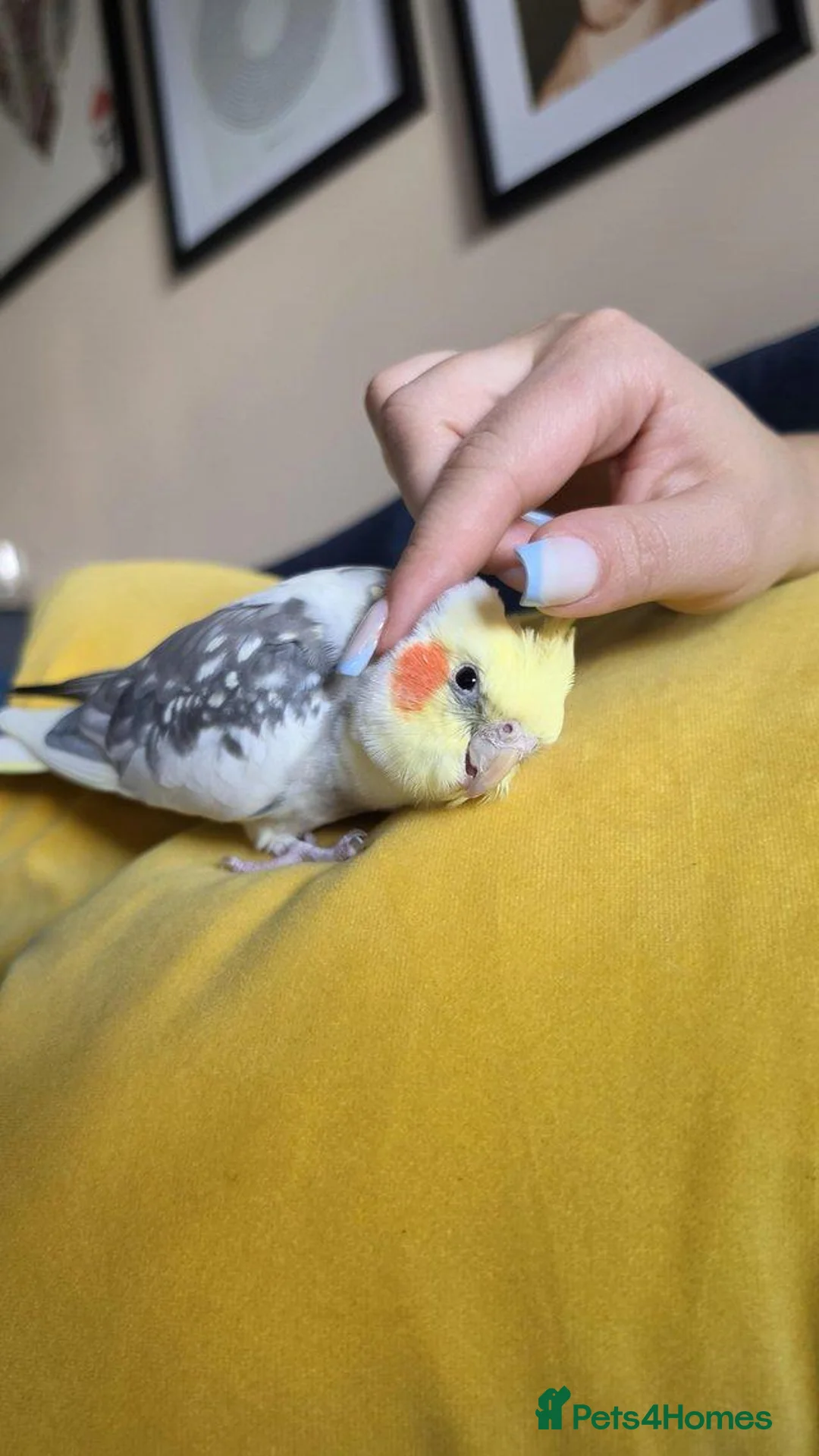 Cockatiels birds for sale: Silly Hand-Tame Male Cockatiel – DNA Tested - Advert 2