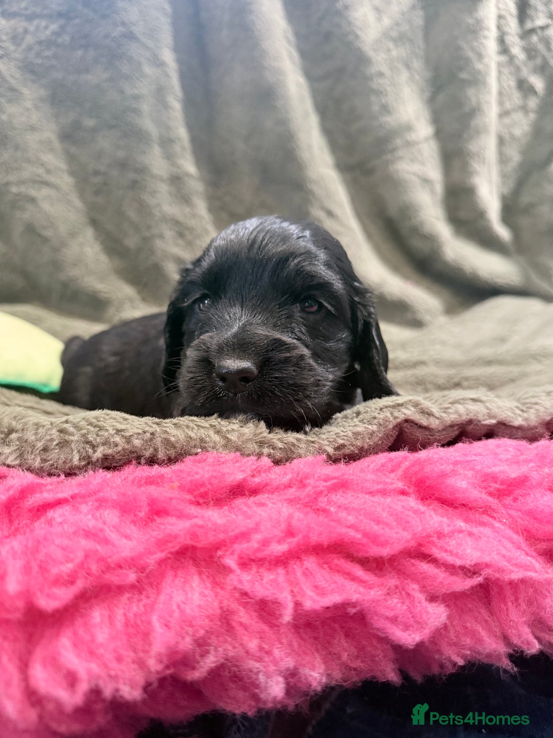 Cocker Spaniel dogs for sale: 3 stunning kc cocker girls💕 - Image 4