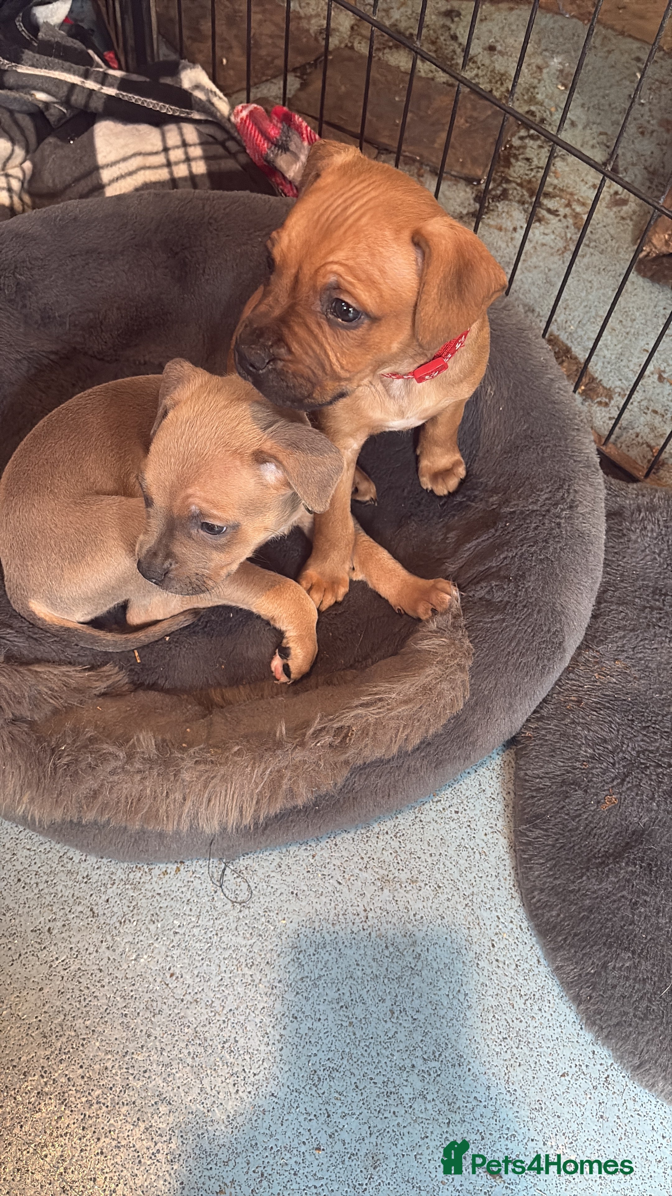 Mixed Breed dogs Staffy pups 1 boy left  - Advert 8