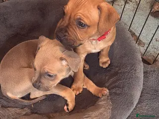 Mixed Breed dogs Staffy pups 1 boy left - Advert 8