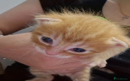 Mixed Breed cats for sale: Beautiful Kittens Available ✨️ in ELY - Image 9
