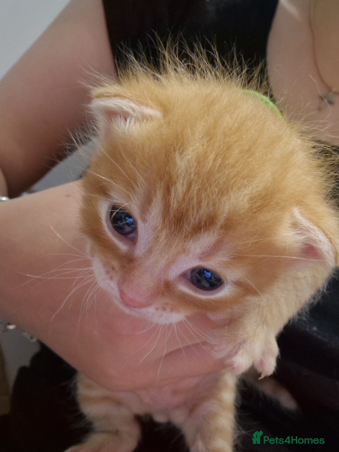 Mixed Breed cats for sale: Beautiful Kittens Available ✨️ in ELY - Image 9