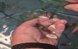 Koi Carp fish for sale: Beautiful Koi  - Image 2