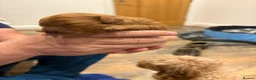 Cavapoo dogs for sale: Beautiful F1B Red Cavapoo Puppies in Newcastle upon Tyne - Advert 16