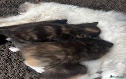 Ragdoll cats for sale: 4 Beautiful Fluffy Ragdoll Cross Kittens  - Image 7