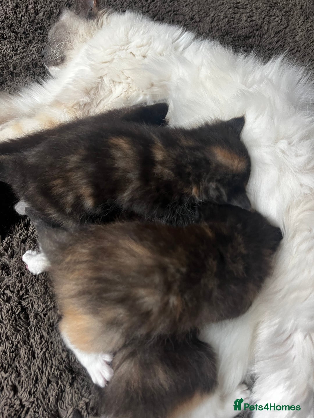 Ragdoll cats for sale: 4 Beautiful Fluffy Ragdoll Cross Kittens  - Image 7