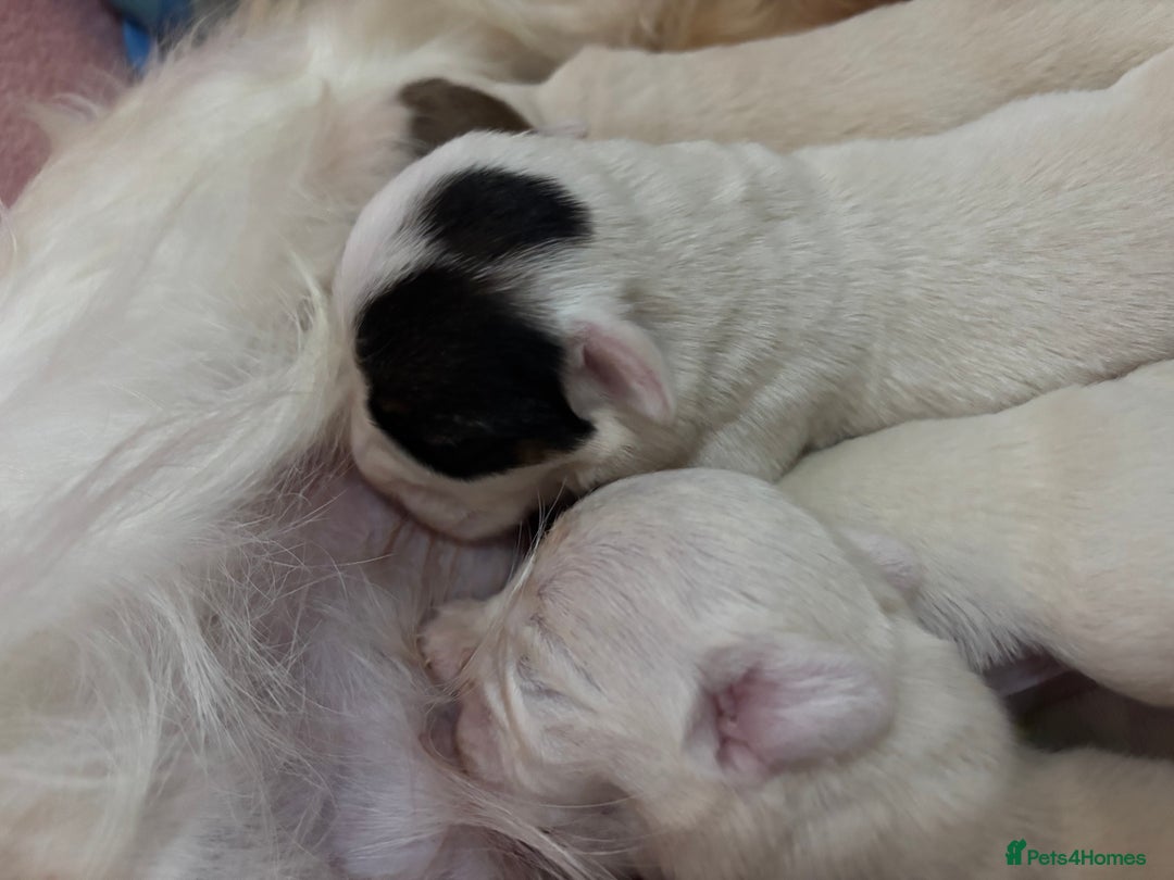 Sealyham Terrier dogs for sale: Sealyham Terrier Puppies  - Advert 6