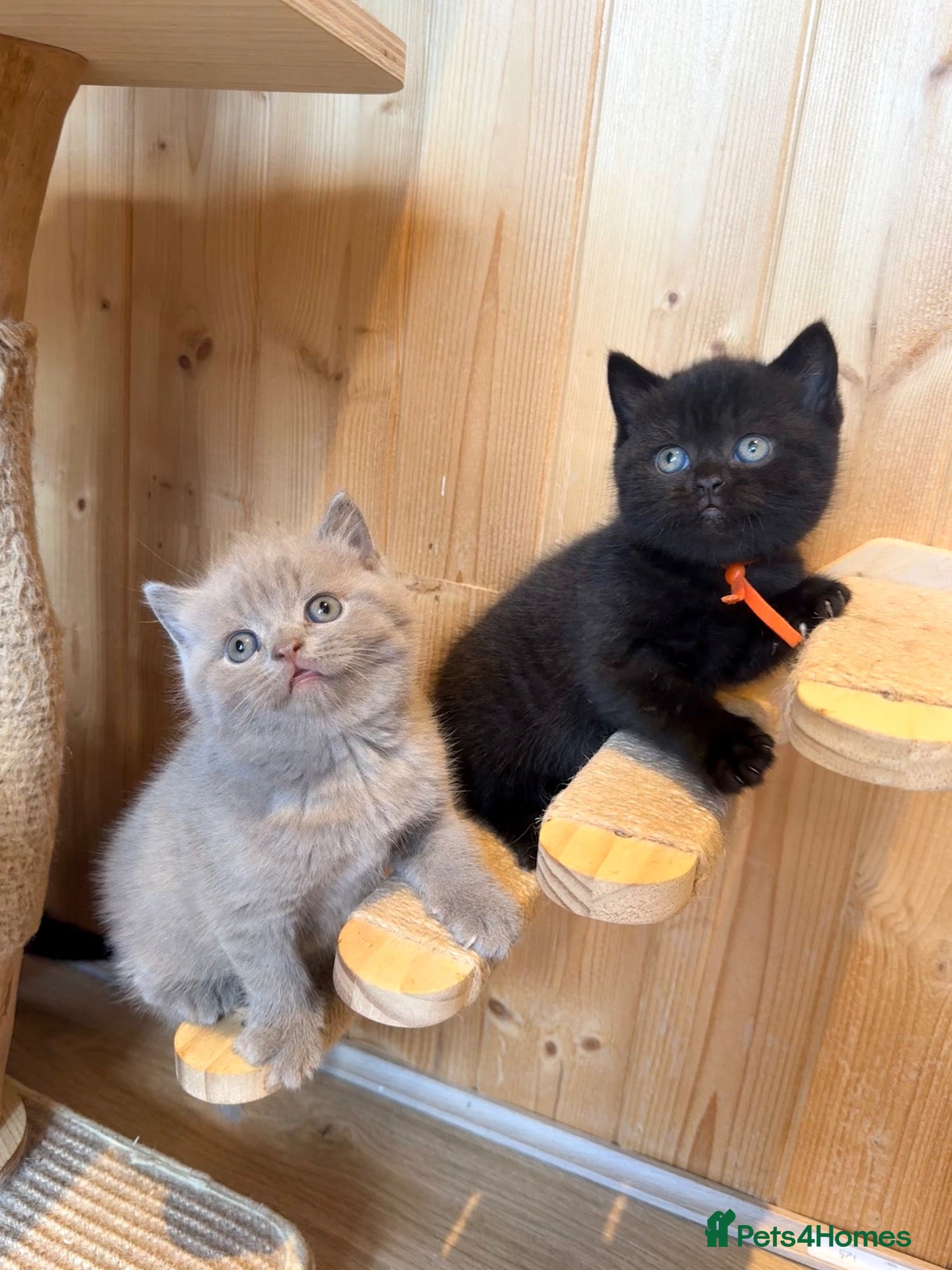 British Shorthair cats 🐾 British shorthair kitten for sale 🐾 - Advert 1