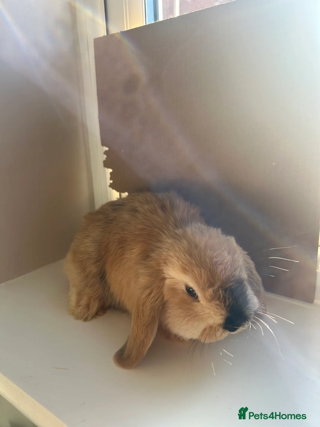 Mini Lop rabbits for sale: Pure mini lop bunnies - Advert 1