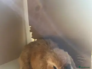 Mini Lop rabbits Pure mini lop bunnies - Advert 17