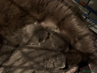 British Shorthair cats British shorthair kittens - Advert 1