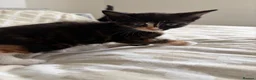 Mixed Breed cats for sale: Beautiful Kittens - Advert 15