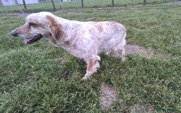 English Setter dogs for adoption: Quba  - Image 6