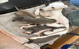 Whippet dogs for sale: Beautiful KC Whippet puppies  - Image 1