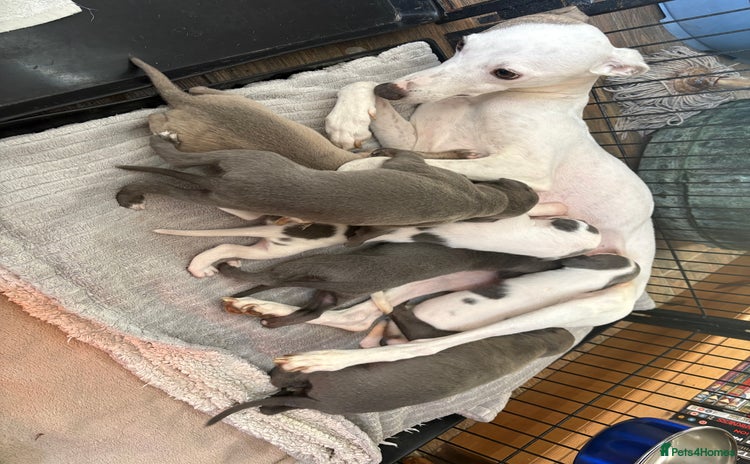 Whippet dogs - Advert 16