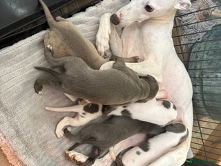 Whippet dogs for sale: Beautiful KC Whippet puppies - Advert 2