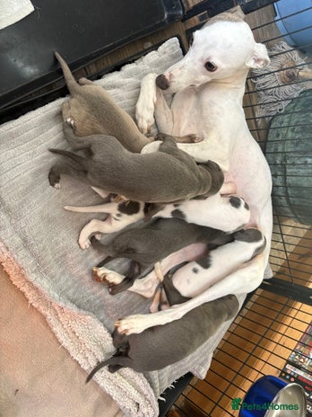 Whippet dogs - Advert 2