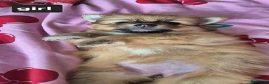Pomeranian 2