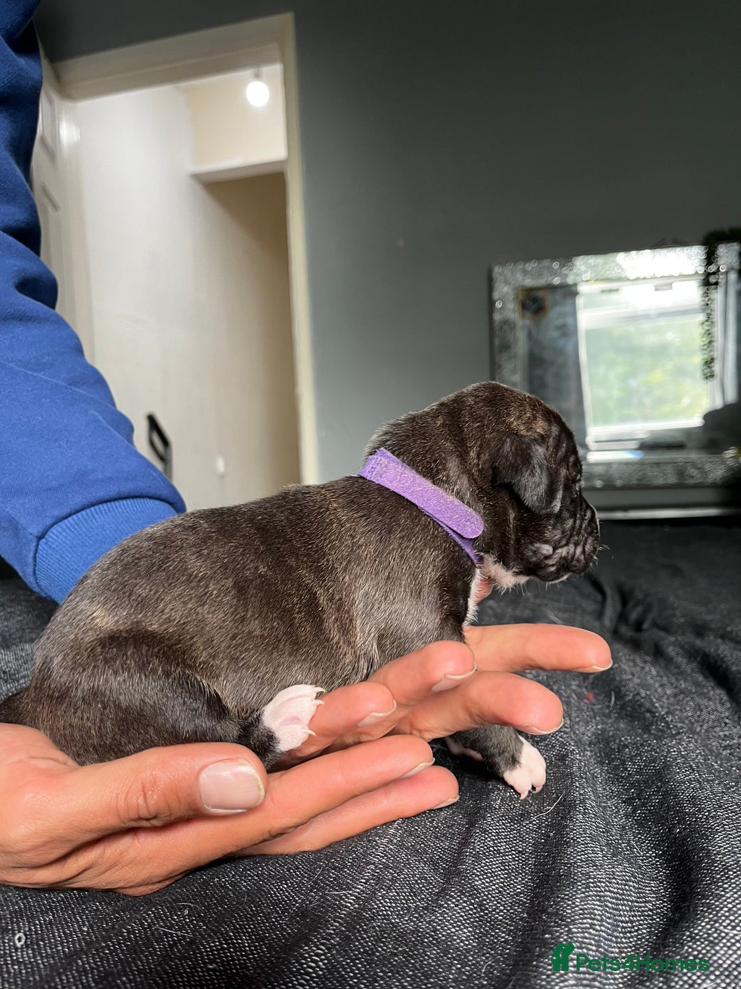 Mixed Breed dogs for sale: American bulldog staffy 🏡 - Image 15