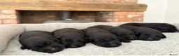 Labrador Retriever dogs for sale: Health Tested IGL Champion Bred Labrador Puppies  - Advert 5