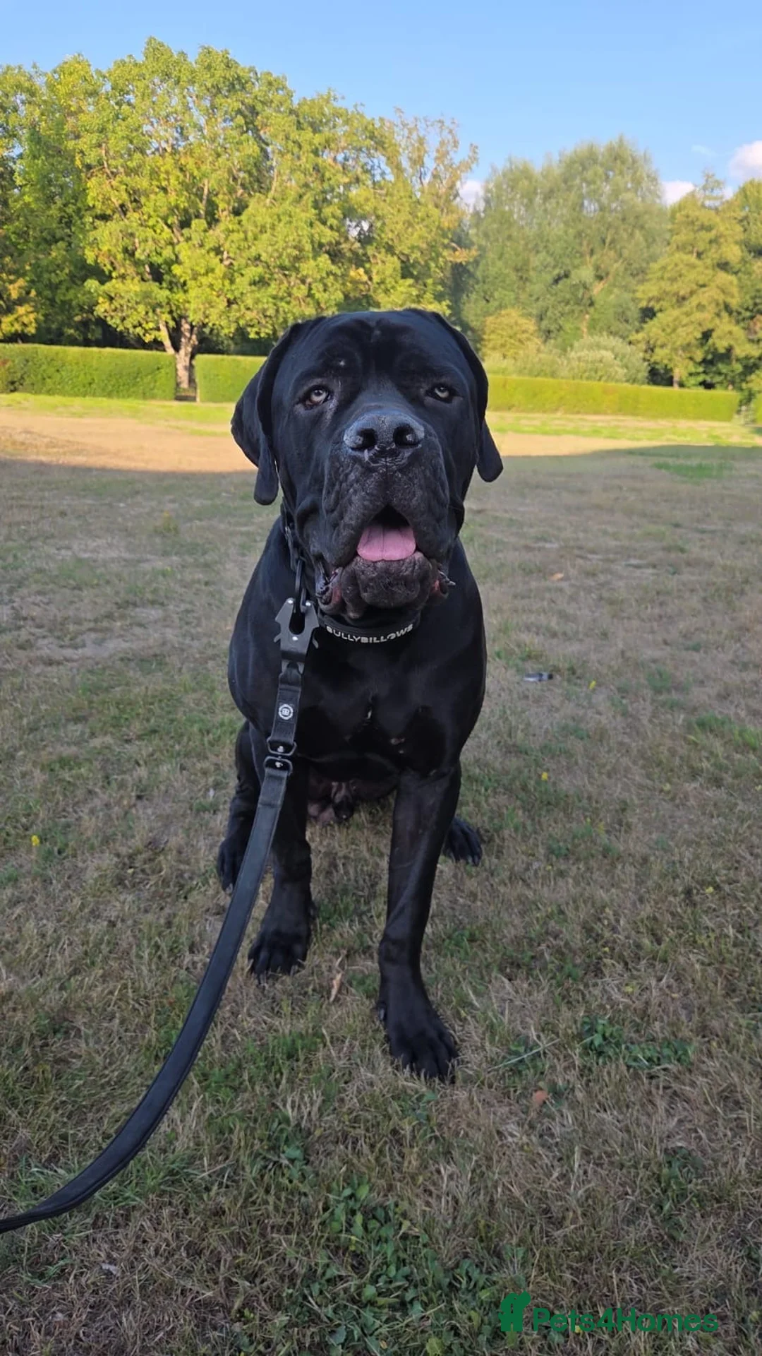Cane Corso dogs for sale: Pedigree cane corso Male 1 yr old - Advert 2