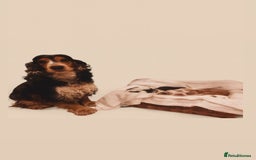 Cocker Spaniel dogs for sale: Show Type Cocker Spaniels Health Tested parent - Advert 1