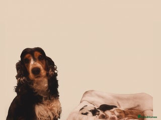 Cocker Spaniel dogs Show Type Cocker Spaniels Health Tested parent - Advert 2