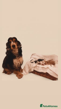 Cocker Spaniel dogs Show Type Cocker Spaniels Health Tested parent - Advert 8