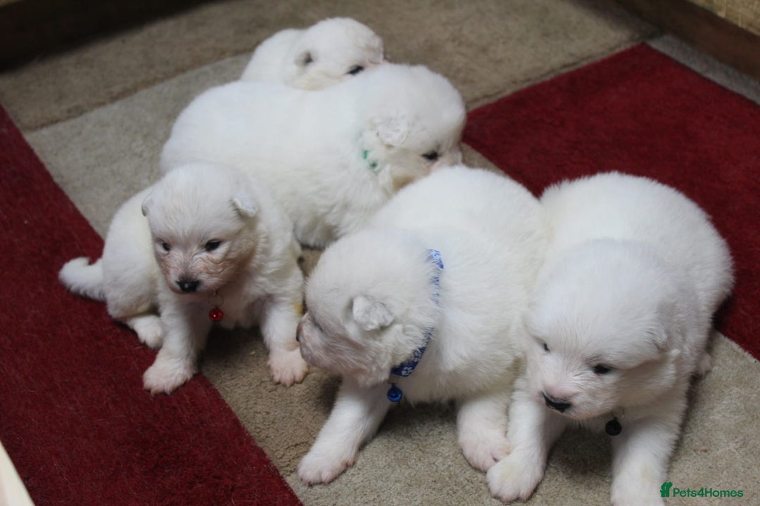 Samoyed dogs for sale: Samoyed puppies - fluff and joy - Image 20