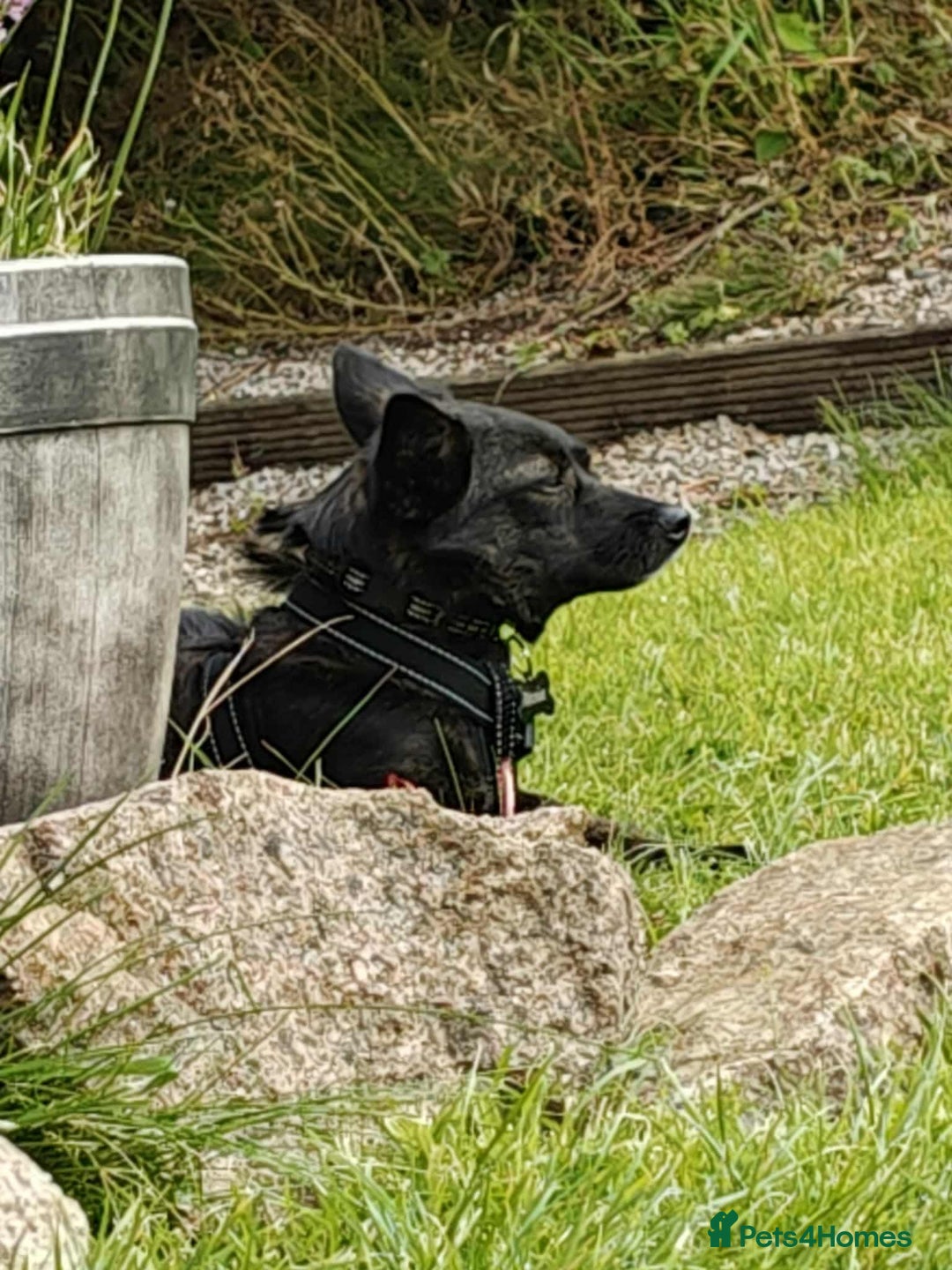 Mixed Breed dogs for adoption: Annie - a little dog with a big heart ❤️ - Image 8