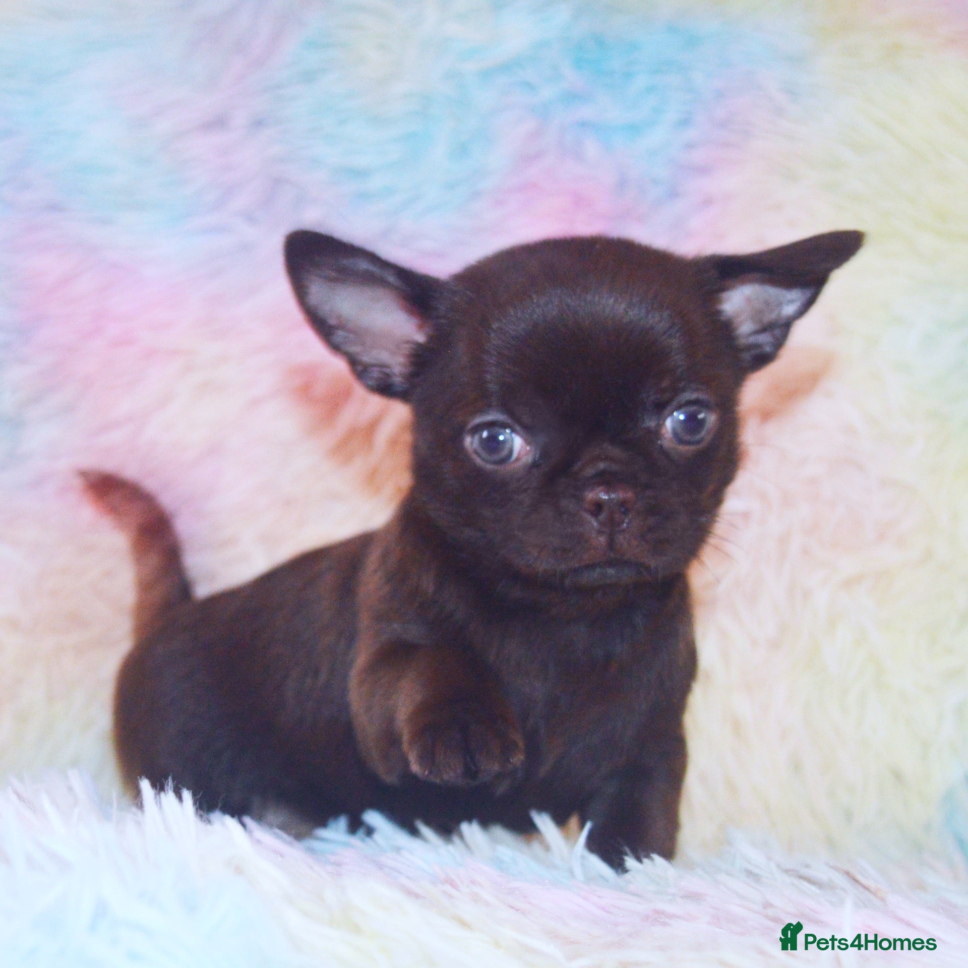 Chihuahua dogs EXTENSIVELY HEALTH TESTED KC REG CHIHUAHUAS  - Advert 1