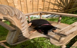 Dachshund dogs for sale: dachshund  - Image 3