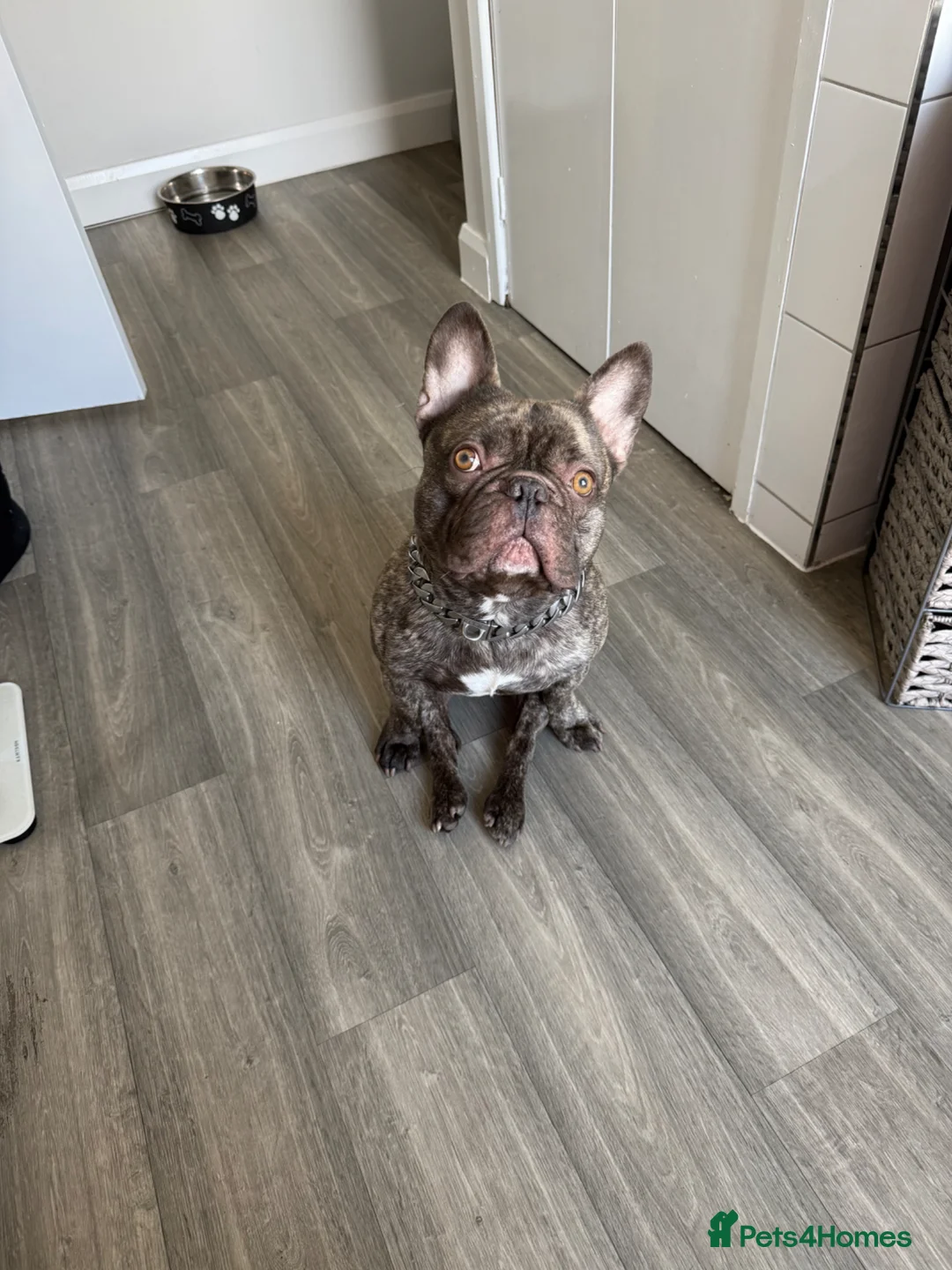 French Bulldog dogs for sale: Ace the french bulldog - Advert 2